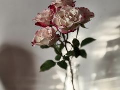 -FEI FEI FLOWER鲜花店·气球派对·宝宝宴布置(虹口德必运动Loft店)