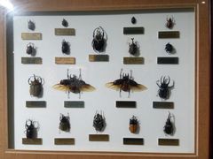 -上海昆虫博物馆