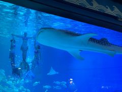 -烟台海昌鲸鲨海洋公园