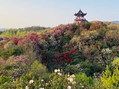 -贵州百里杜鹃风景名胜区