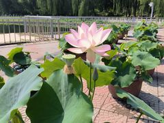 -莲花池公园