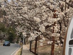 -崂山九水游览区