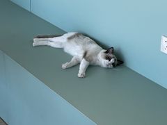 -怪兽屋·羊驼·猫咖·狗咖(俊华广场店)