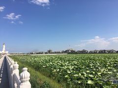 -呼兰河口湿地公园