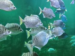 -洛阳龙门海洋馆