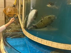 -天正河鲀·河豚亭(大连店)