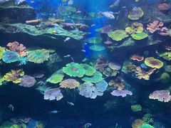 -暹罗海洋世界