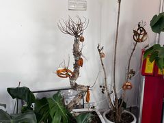 -一方麦浪·BreadSolo法式烘焙(丽江店)