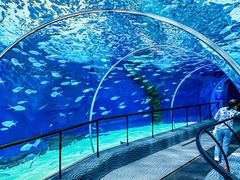 -上海海洋水族馆