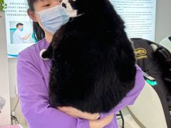 -北京观赏动物医院·24小时大型综合·猫专科·异宠专科