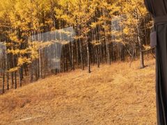 -莫尔道嘎国家森林公园