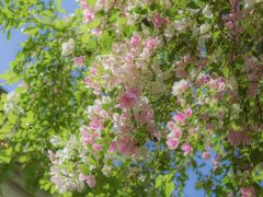 -深圳国际园林花卉博览园