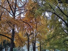 -四川大学(华西校区)