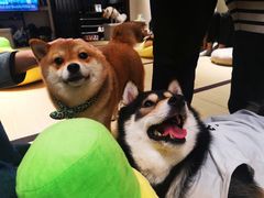 -逗柴咖啡屋·狗咖猫咖宠物桌游