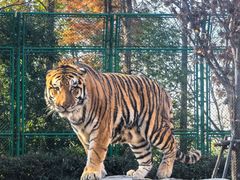 -上海野生动物园老虎餐厅