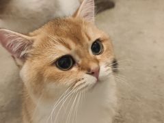 -泰国佛·塔罗·泰牌狐仙古曼