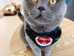 -猫在这儿猫咪咖啡馆·撸猫馆