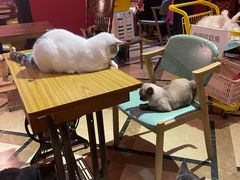 -猫色咖啡·猫咖