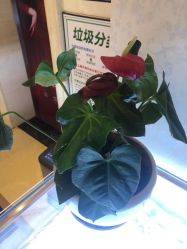 -昆明梦想医疗美容医院