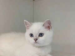 -lincat·猫舍(广州店)