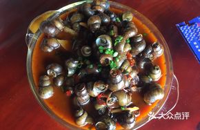 Clear Shell Snails