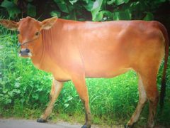 -大众餐馆(植物园美食街店)