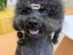 -达爱动物医院·犬猫分区·CT·复杂眼科(远洋山水分院)
