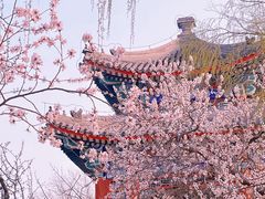 -颐和园