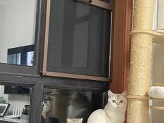 -柚子猫舍·精品猫舍购猫·猫咪认养·购宠·宠物店