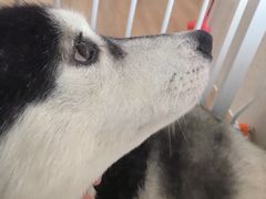-Husky Go! 哈士奇体验馆·宠物咖啡厅狗咖