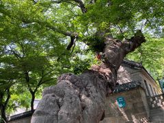 -青岛崂山太清宫