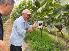 -马陆小张葡萄园农家乐