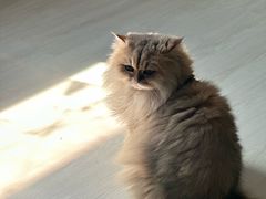 -豆逗聊愈猫阁Easy Life
