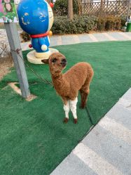 点击看大图 -萌宠亲子动物乐园(槐房万达店)