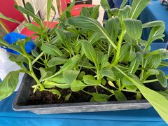 -文昌邓记清补凉(西沙路店)