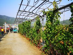 -北京索菲亚花海影视基地
