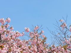 -顾村公园