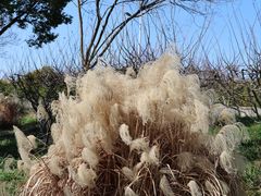 -贡湖湾湿地公园
