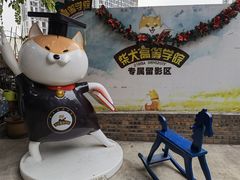 -柴犬高等学院·狗咖·柴犬售卖·宠物训练