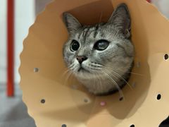 -伟伟宠物医院·CT影像中心·瑞派犬猫综合性门诊(汉口总院)