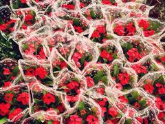 iphone_upload_pic-包头市畅兴现代农业园