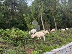 -南京市无想山景区