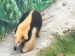 -上海野生动物园