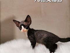 -70cat德文卷毛猫·缅因猫纯种猫舍
