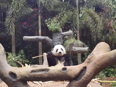 -海南热带野生动植物园