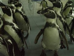 -太平洋海底世界博览馆·展览厅