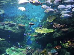 -暹罗海洋世界