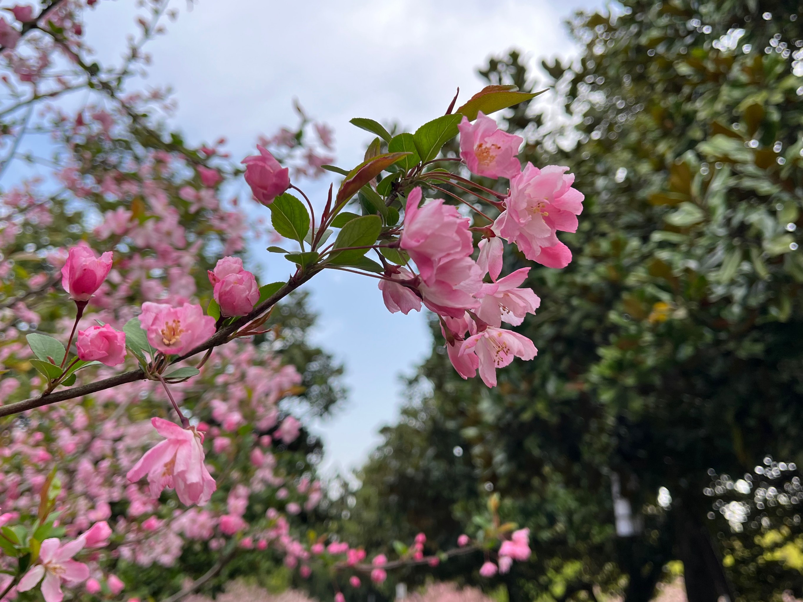 单个花圃图片图片