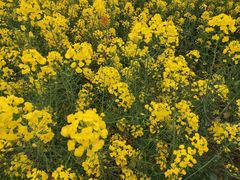 -中国天府农业博览园