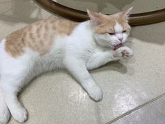 -藏猫猫咖啡主题馆(中央大道店)